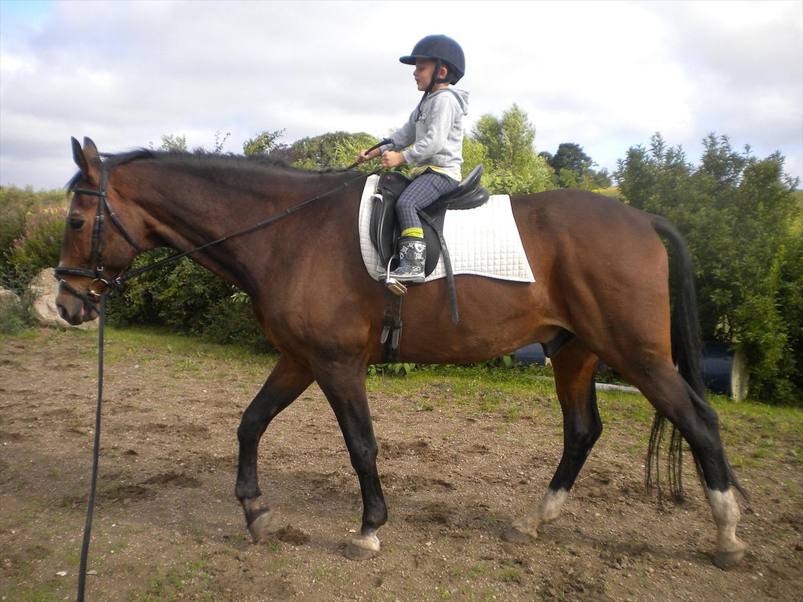 Dansk Varmblod Aducan billede 18