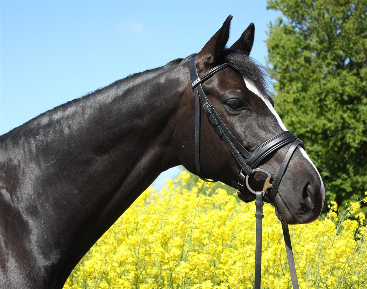 Dansk Varmblod Antino billede 17