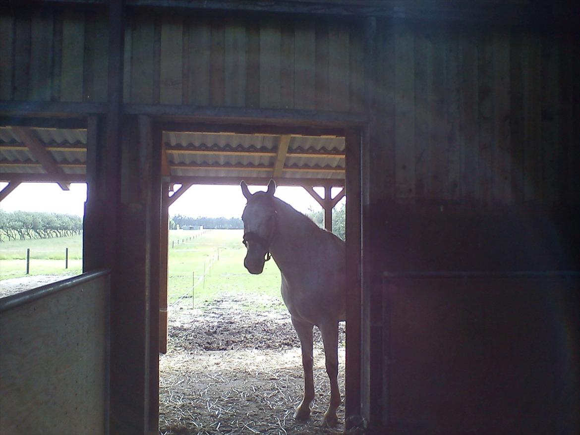 Anden særlig race Tempo Max - Kigger ind i stalden... Dejlig med skygge en varm sommer dag. billede 13