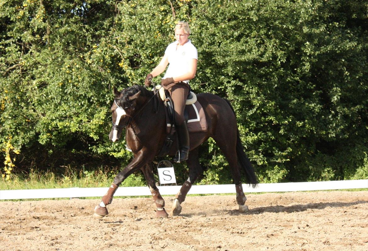 Dansk Varmblod Antino billede 18