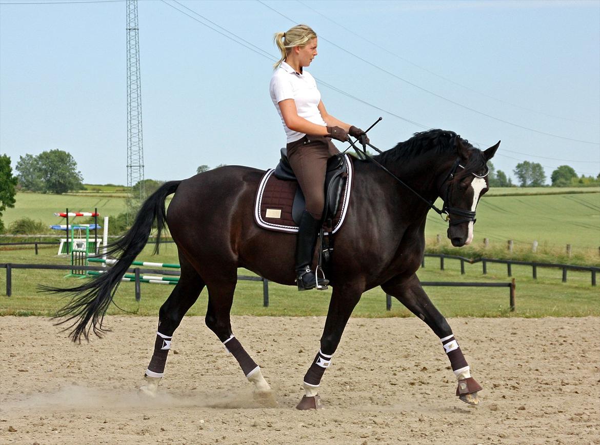 Dansk Varmblod Antino - træning juni 11´ billede 19