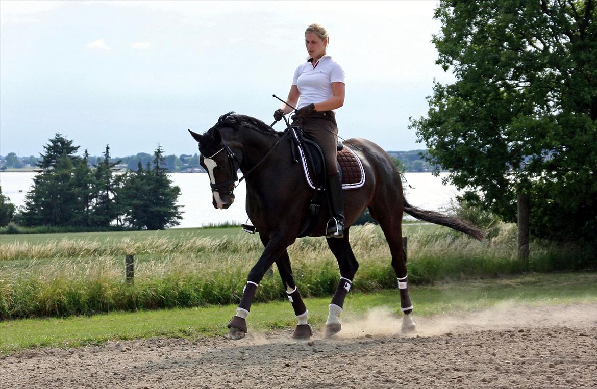 Dansk Varmblod Antino - træning juni 11´ billede 20