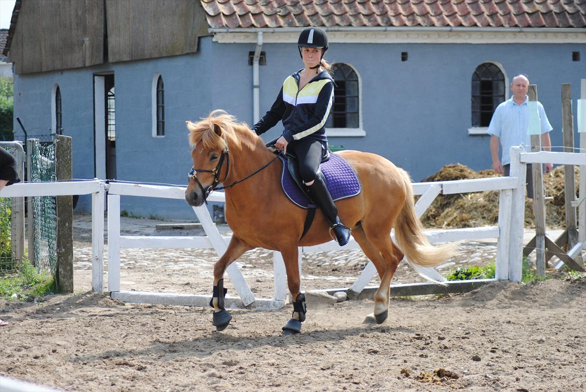 Islænder Gletta fra Stenbjerg.  - Dressur træning d. 4 juli 2011 Foto: Maiken Nielsen.
 billede 15
