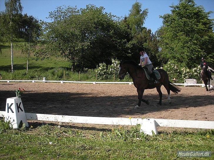 Welsh Cob (sec D) Tomba <3  (Halvpart) - trav. Foto Christina billede 18