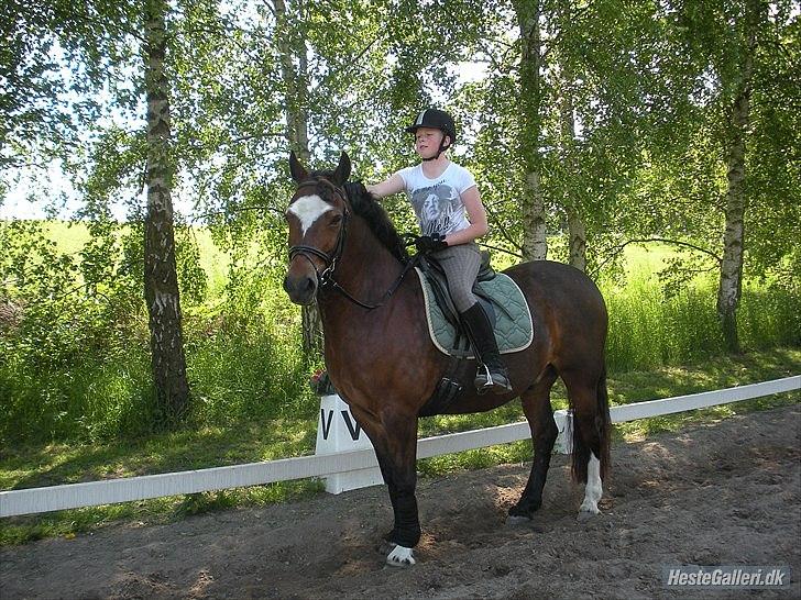 Welsh Cob (sec D) Tomba <3  (Halvpart) - ej dit hår sidder ikke rigtigt. Foto Christina billede 3