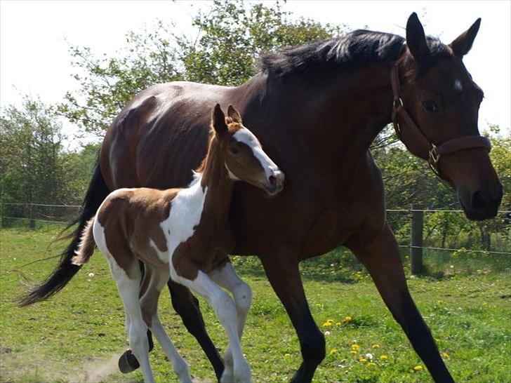 Pinto Bornhøfts flying flashback SOLGT billede 3