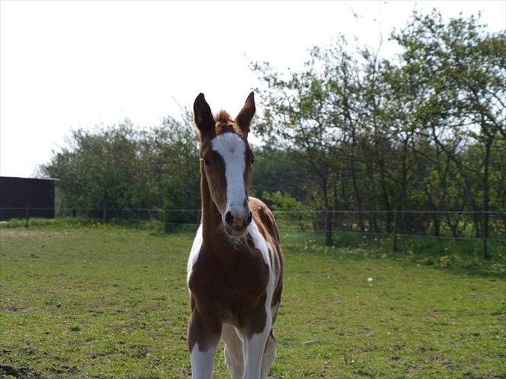 Pinto Bornhøfts flying flashback SOLGT billede 4