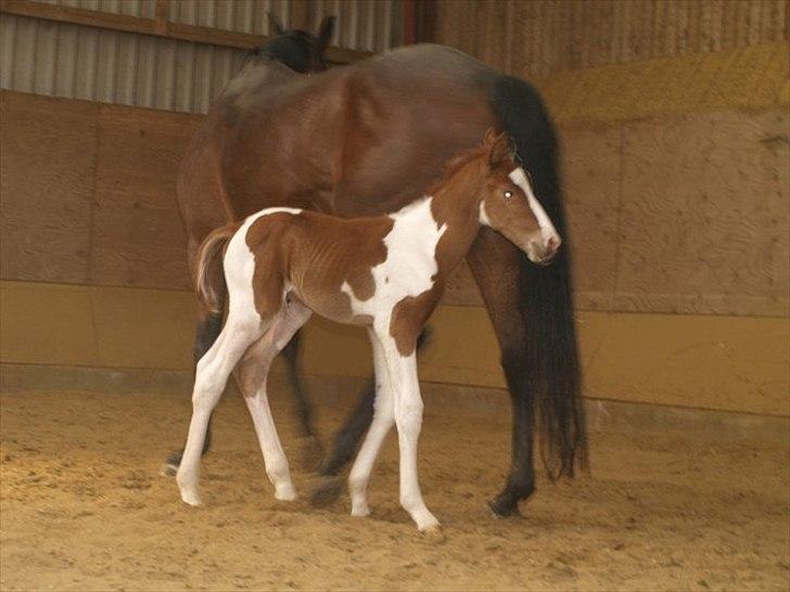 Pinto Bornhøfts flying flashback SOLGT billede 5