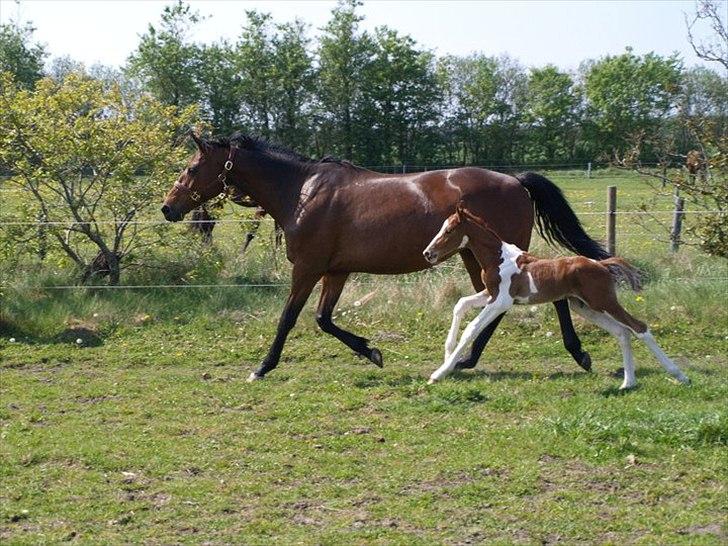 Pinto Bornhøfts flying flashback SOLGT billede 6