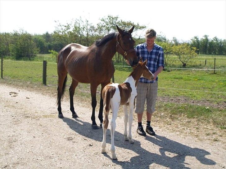 Pinto Bornhøfts flying flashback SOLGT billede 7