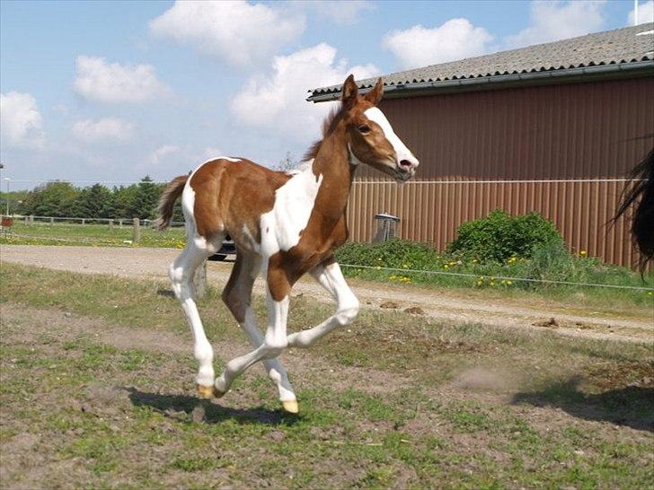 Pinto Bornhøfts flying flashback SOLGT billede 8