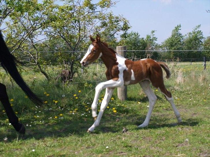 Pinto Bornhøfts flying flashback SOLGT billede 9
