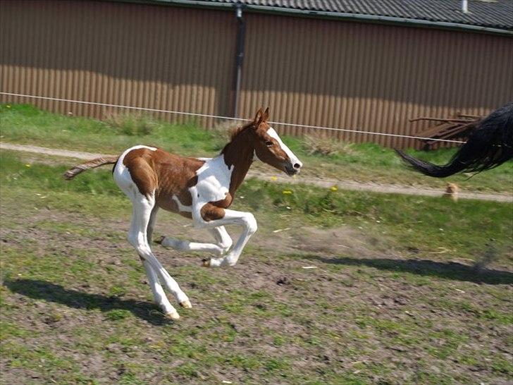 Pinto Bornhøfts flying flashback SOLGT billede 1