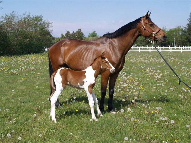 Pinto Bornhøfts flying flashback SOLGT billede 10