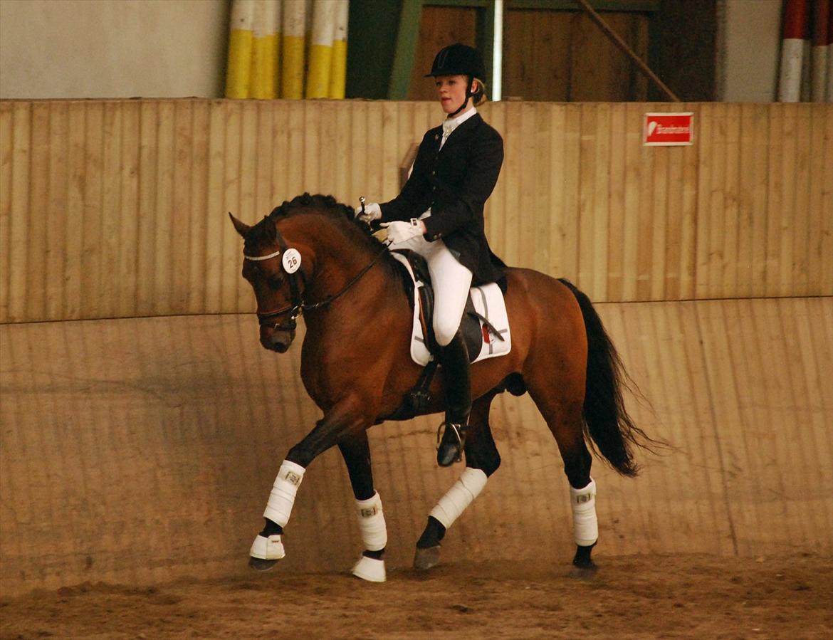 DSP Notre Bac A-pony - Vallensbæk hingsteshow 11 - fotograf: Natascha Frandsen billede 15