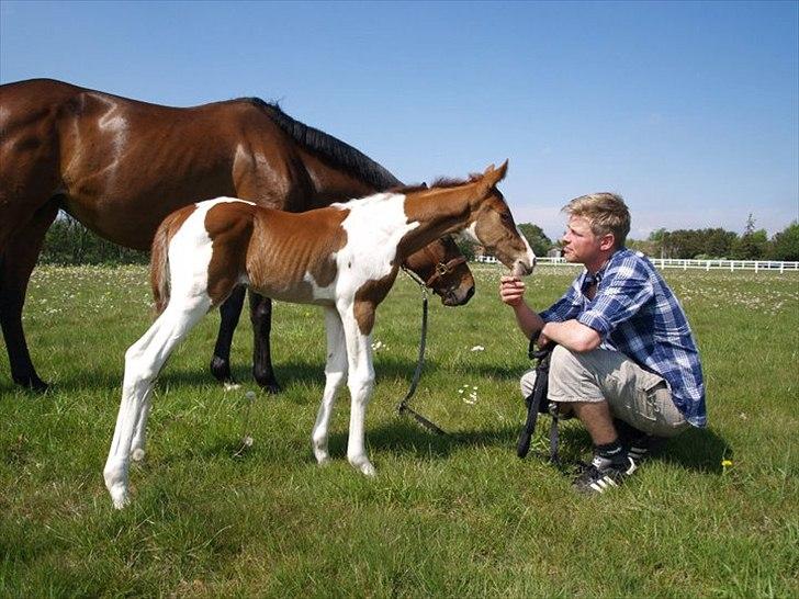 Pinto Bornhøfts flying flashback SOLGT billede 11