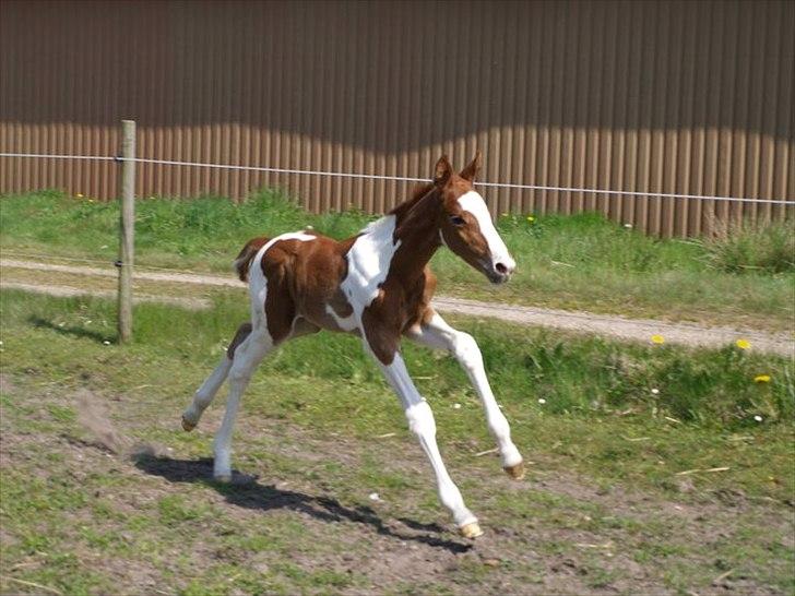 Pinto Bornhøfts flying flashback SOLGT billede 12