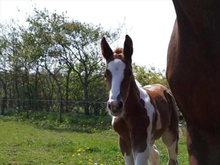 Pinto Bornhøfts flying flashback SOLGT billede 13