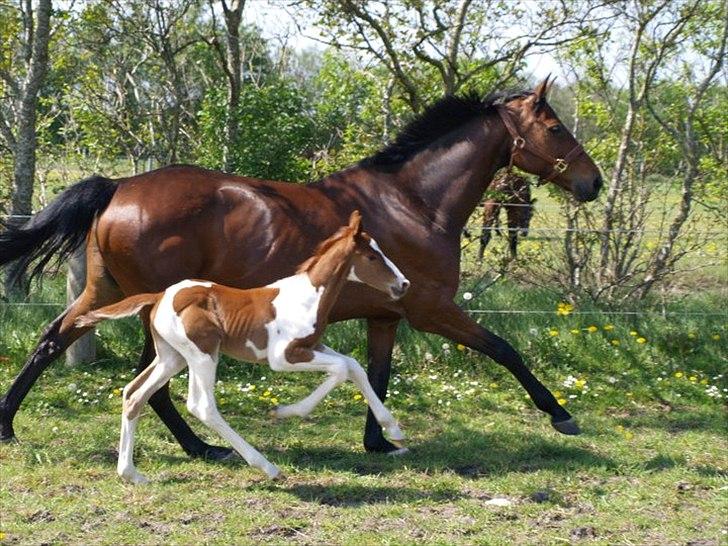 Pinto Bornhøfts flying flashback SOLGT billede 14