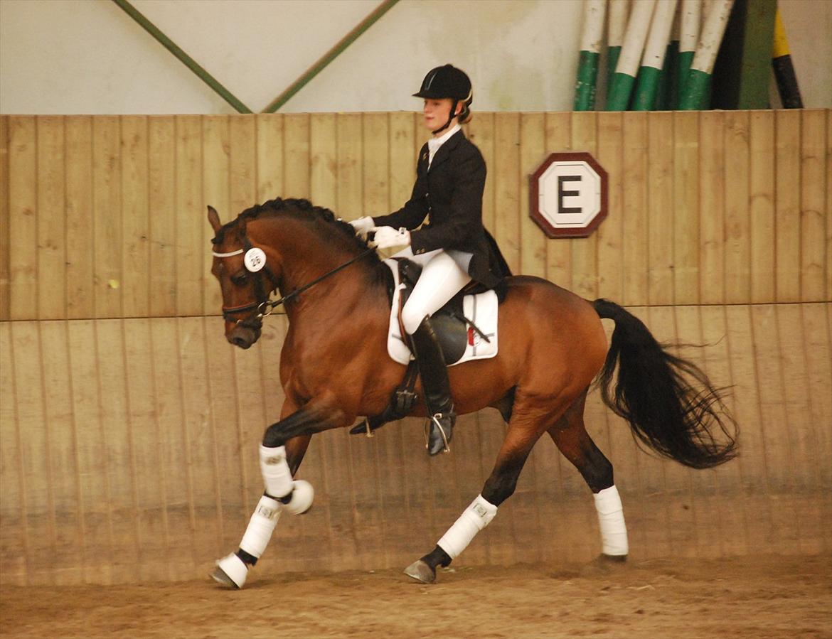 DSP Notre Bac A-pony - Vallensbæk hingsteshow 11 - fotograf: Natasha Frandsen billede 16