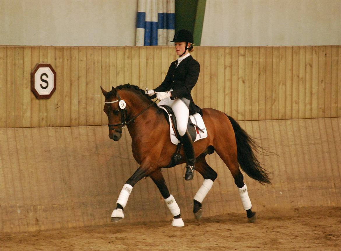 DSP Notre Bac A-pony - Vallensbæk hingsteshow 11 - fotograf: Natascha Frandsen billede 17