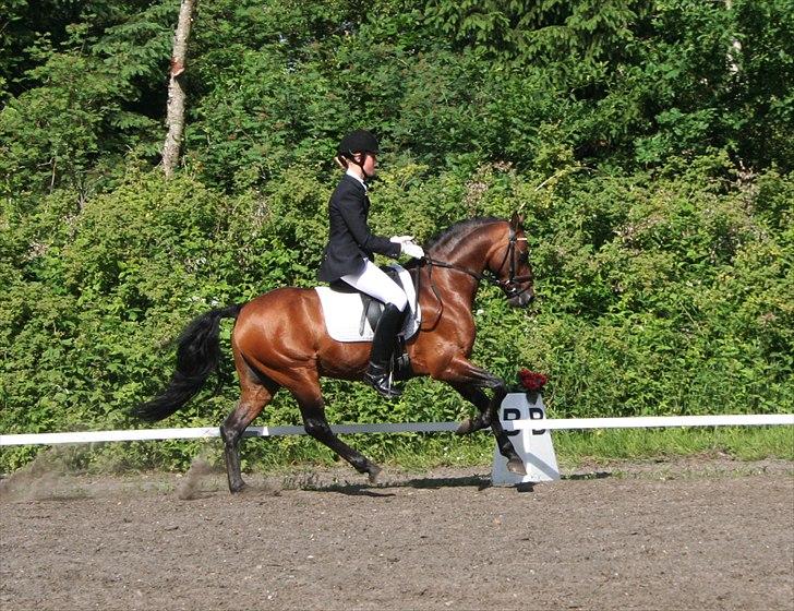 DSP Notre Bac A-pony - Fotograf: Trine Pilgaard - fra artikel på heste-nettet.dk - http://www.heste-nettet.dk/nyheder/7801/ billede 18