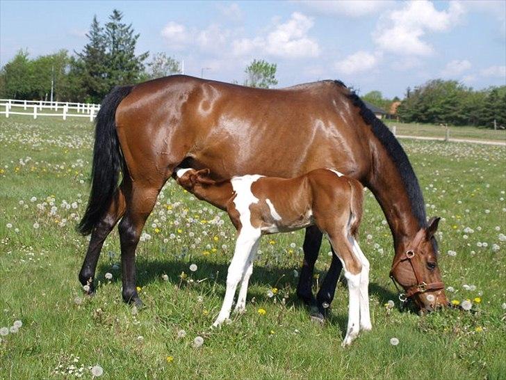 Pinto Bornhøfts flying flashback SOLGT billede 15