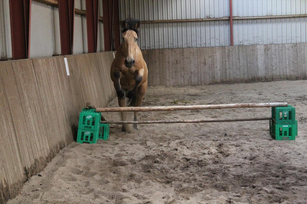 Anden særlig race Bratz <3 billede 13