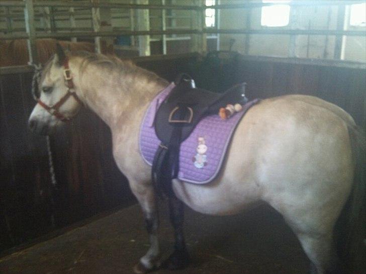 Welsh Pony (sec B) Bangs Tempo *SOLGT* - Temsen med sadel på :D billede 17