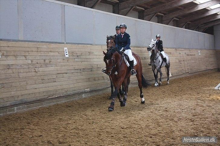 Dansk Varmblod Nørremøllehøjs Ali SOLGT - Lidt opvarmning  billede 18