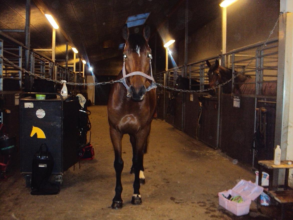 Dansk Varmblod Nørremøllehøjs Ali SOLGT - Speedy gøres klar til stævne  billede 20