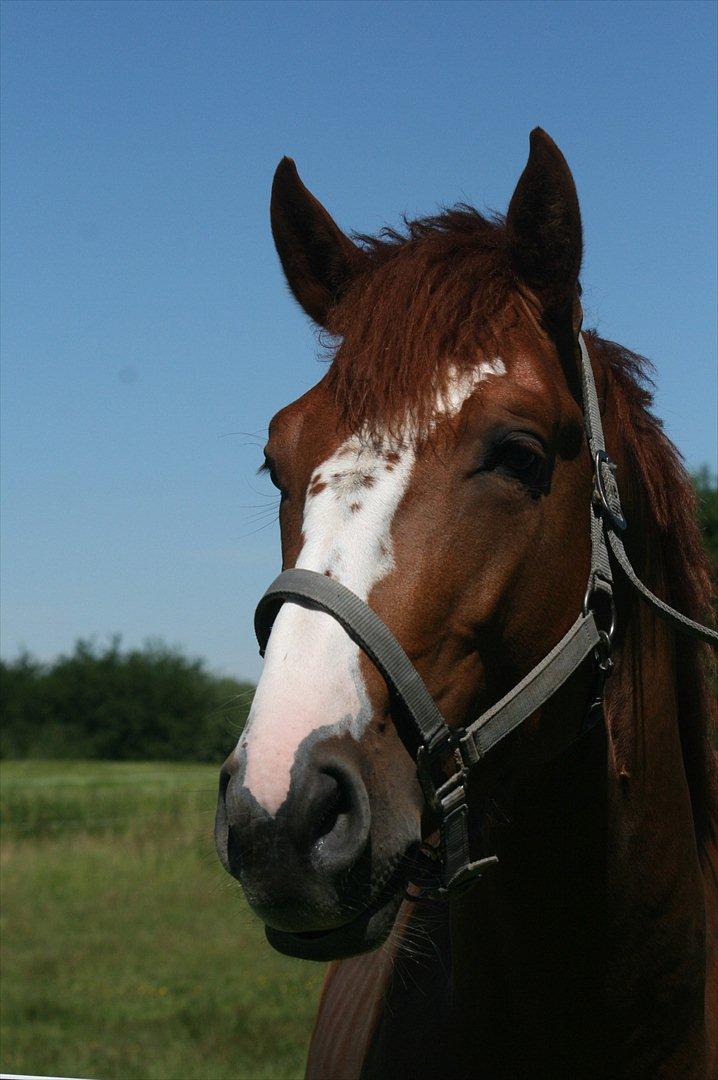 Dansk Varmblod Sartors Tiamo billede 2