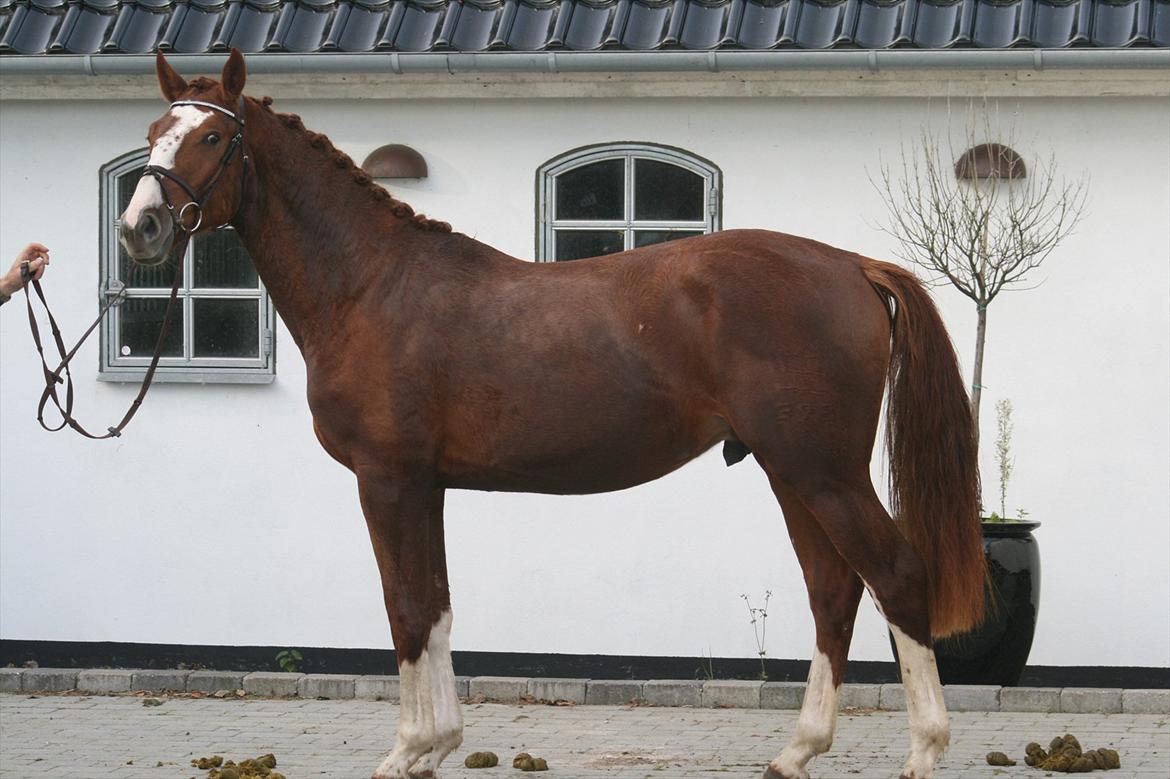 Dansk Varmblod Sartors Tiamo billede 7