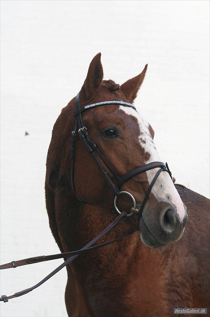 Dansk Varmblod Sartors Tiamo billede 8