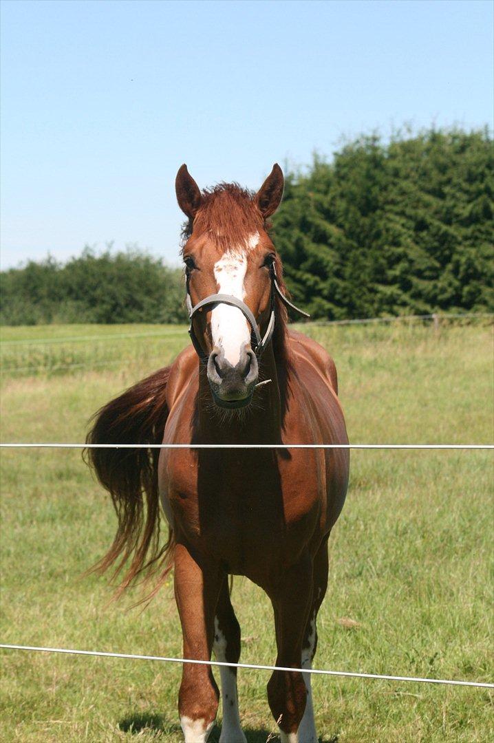 Dansk Varmblod Sartors Tiamo billede 10