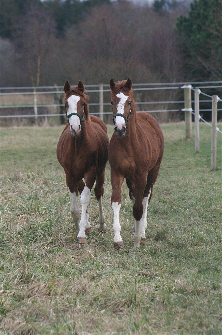 Dansk Varmblod Sartors Tiamo billede 12