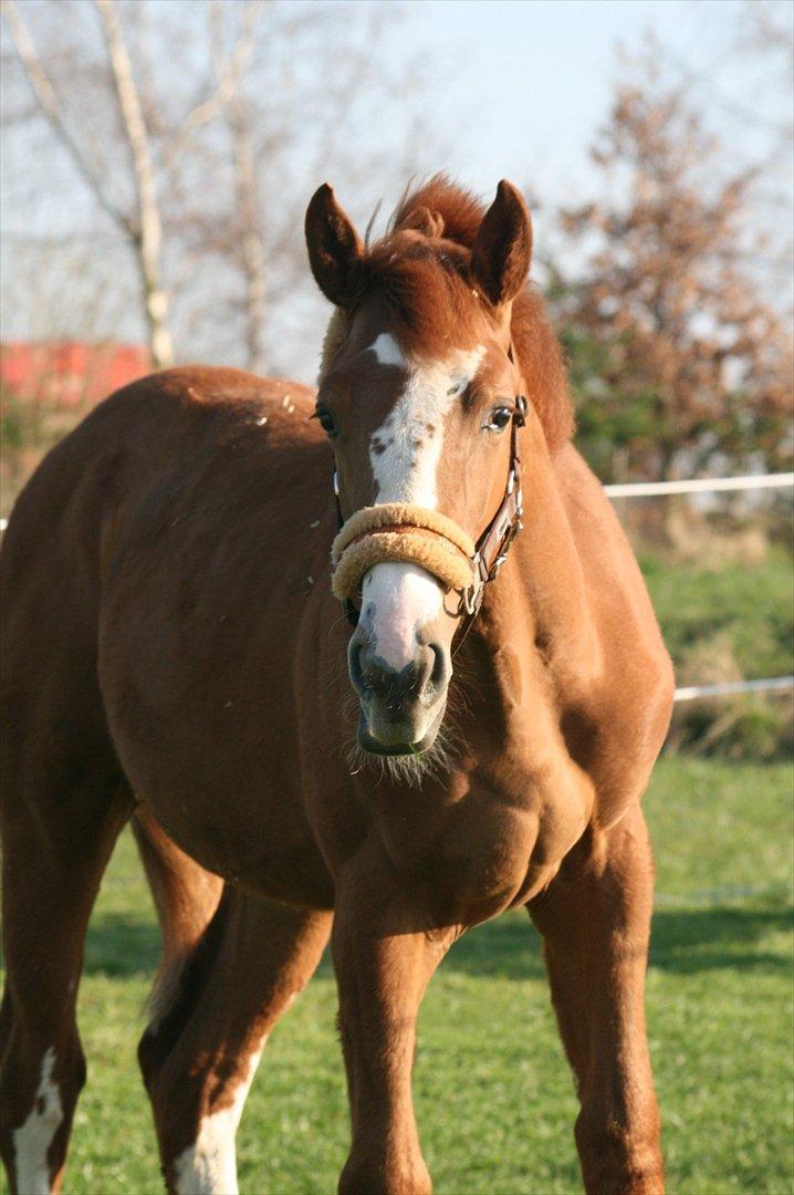 Dansk Varmblod Sartors Tiamo billede 13