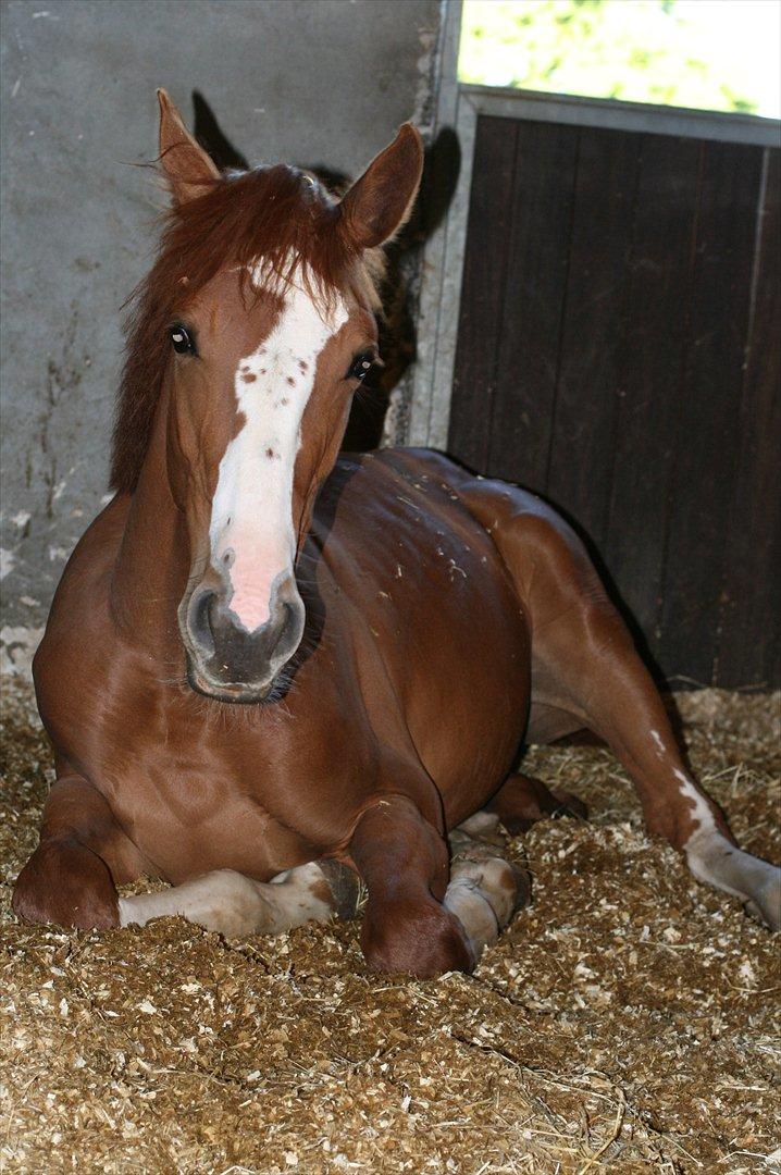 Dansk Varmblod Sartors Tiamo billede 14