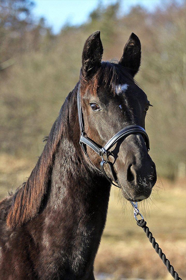 Oldenborg Pandora Noir - november 2010 billede 13