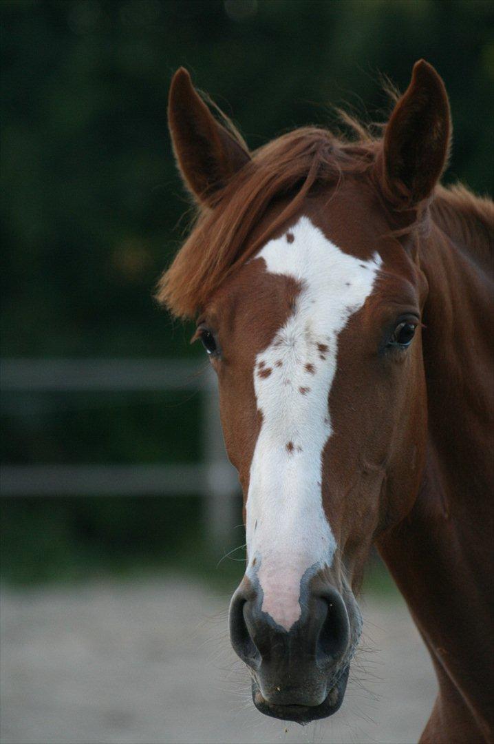 Dansk Varmblod Sartors Tiamo billede 15