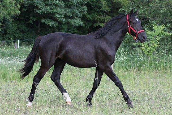 Oldenborg Pandora Noir - maj 2011 billede 12