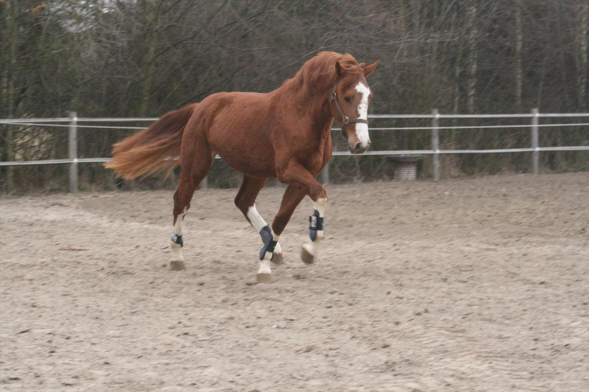 Dansk Varmblod Sartors Tiamo billede 16