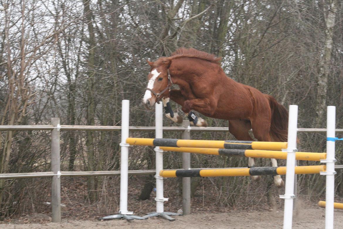 Dansk Varmblod Sartors Tiamo billede 17