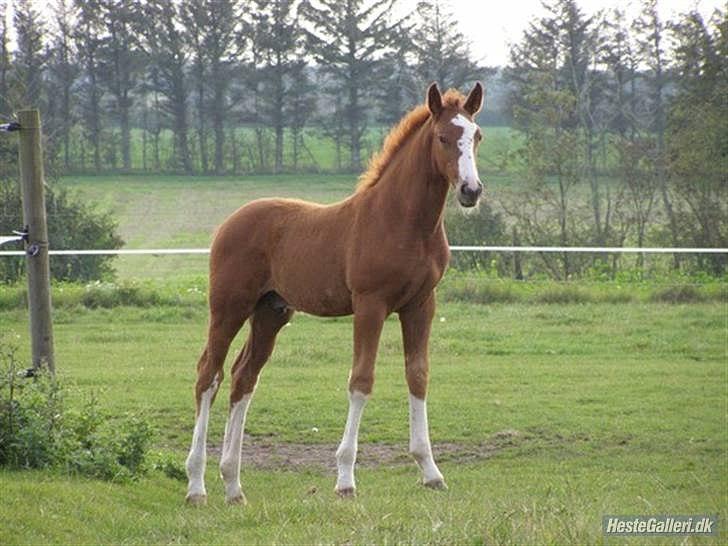 Dansk Varmblod Sartors Tiamo - Tiamo som baby billede 18