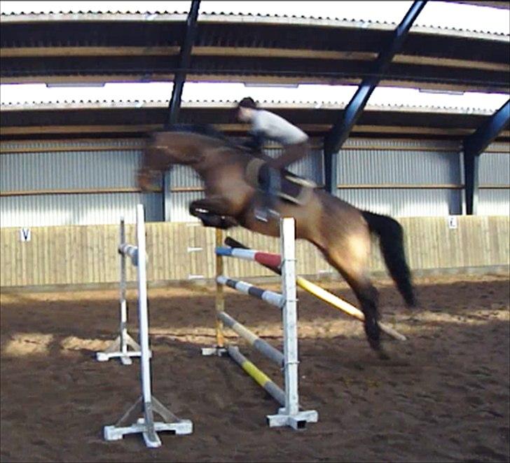 Dansk Varmblod Andrea - Andrea i vinters V. Henrik Nøhr. 
Springer 165 cm.  - Virkelig en hest der går på alt! billede 11