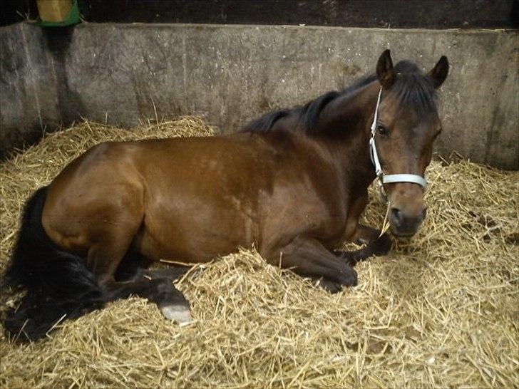 Anden særlig race Anja - Det tager kun et sekund at sige "Jeg elsker dig" men det tager livstid at bevise det!:-*
(Foto: Mig - taget med mobil) billede 13