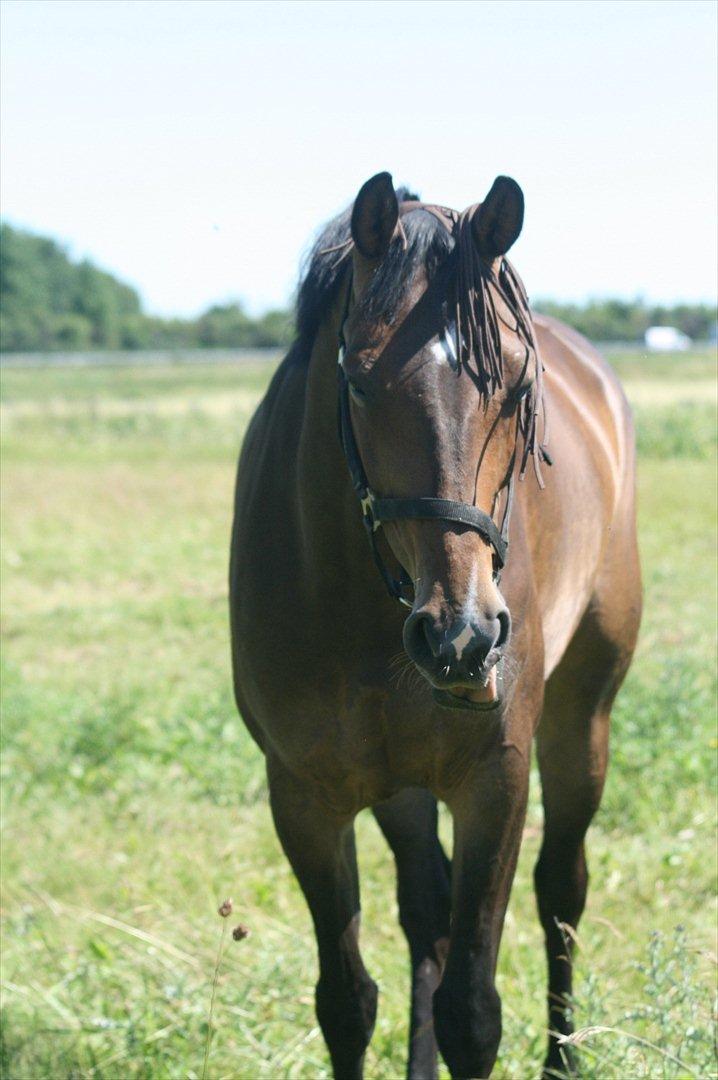 Hollandsk Varmblod Bengel billede 4