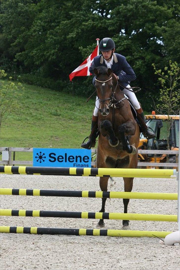 Hollandsk Varmblod Bengel billede 5