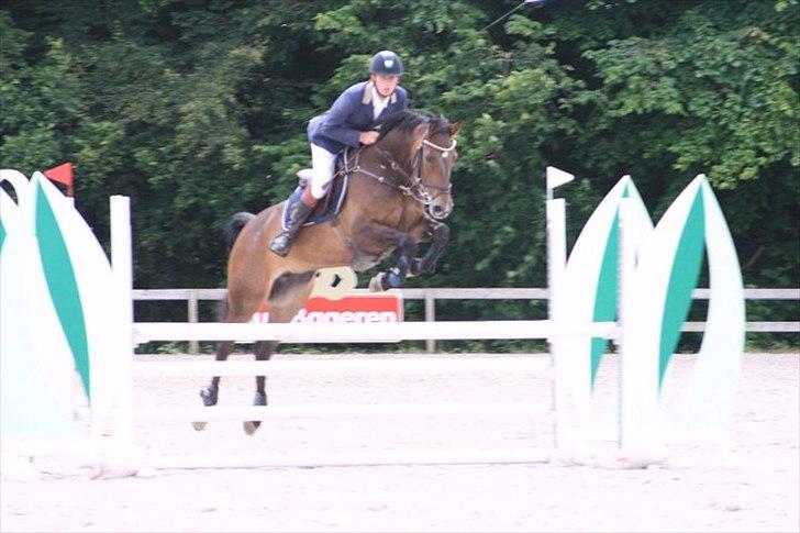 Hollandsk Varmblod Bengel billede 6