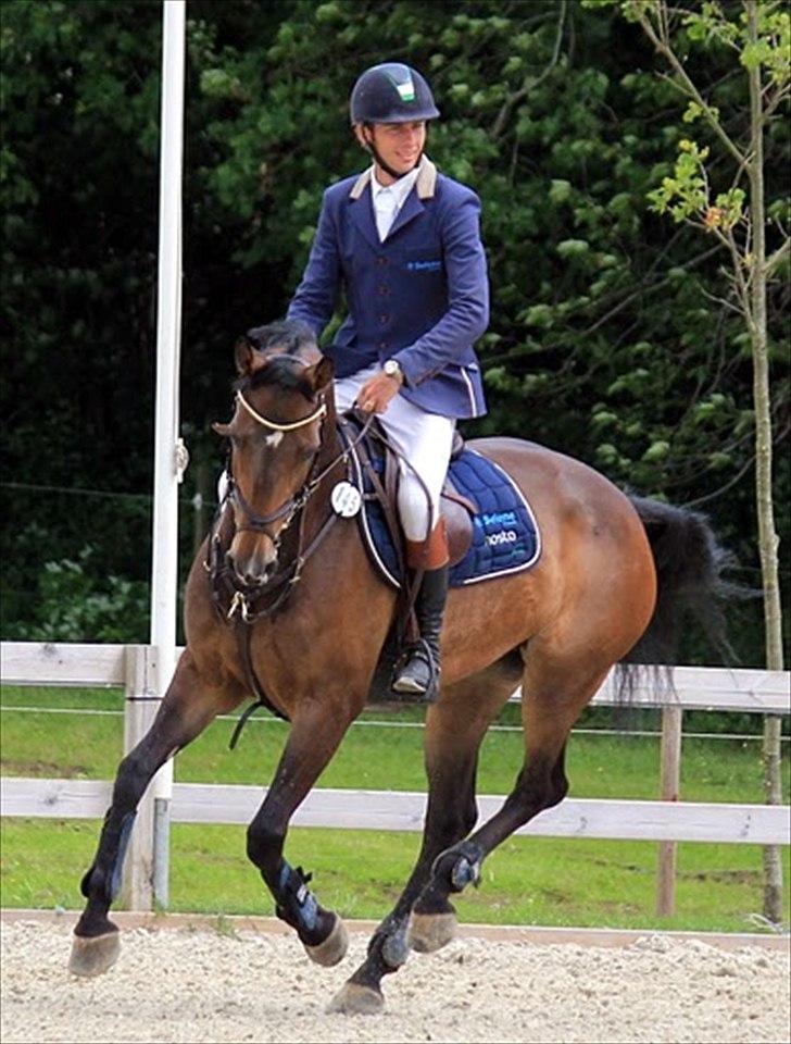 Hollandsk Varmblod Bengel billede 2